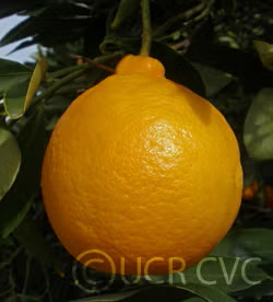 Dweet Tangor Mandarin Budwood citrus plant material online shopping