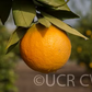 Everhard Navel Orange Budwood citrus plant material online shopping