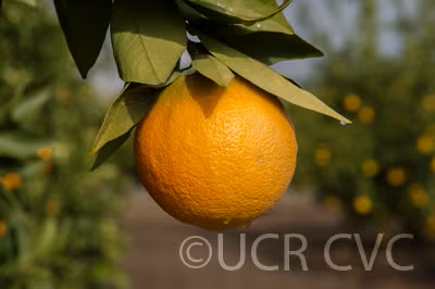 Everhard Navel Orange Budwood citrus plant material online shopping