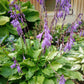 Fruit Punch Hosta Plants online shopping
