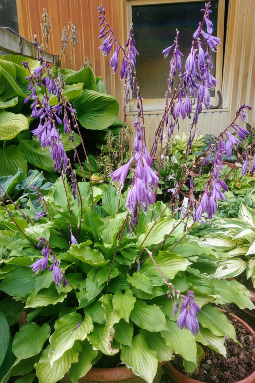 Fruit Punch Hosta Plants online shopping