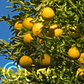 Swingle Citrumelo Trifoliate Hybrid Budwood citrus plant material online shopping