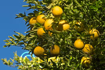 Swingle Citrumelo Trifoliate Hybrid Budwood citrus plant material online shopping