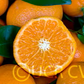 W. Murcott Afourer Mandarin Budwood citrus plant material online shopping
