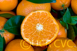 W. Murcott Afourer Mandarin Budwood citrus plant material online shopping