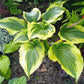 Coastal Treasure Hosta Plants online shopping
