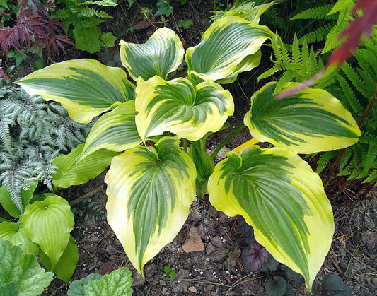 Coastal Treasure Hosta Plants online shopping