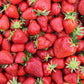 Chandler June Bearing Strawberry