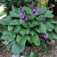 Red Sox Hosta Plants online shopping