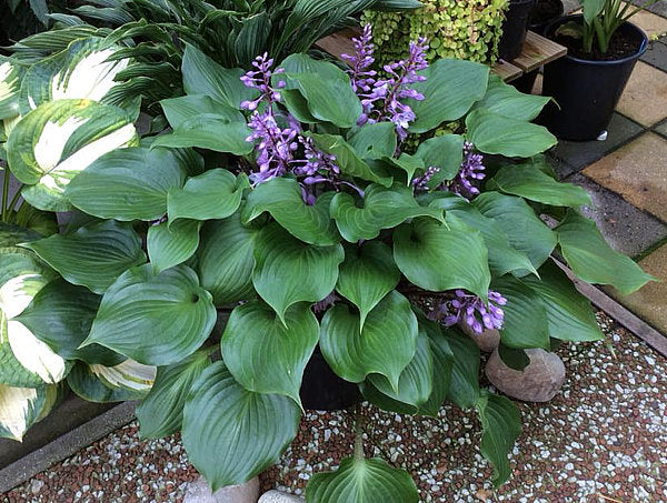 Red Sox Hosta Plants online shopping