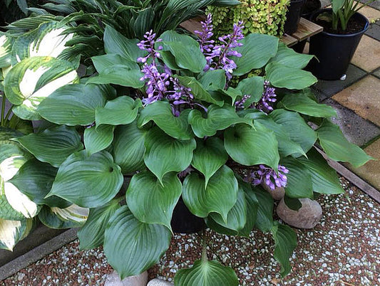 Red Sox Hosta Plants online shopping