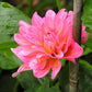 Excentric Dahlia Plants online shopping