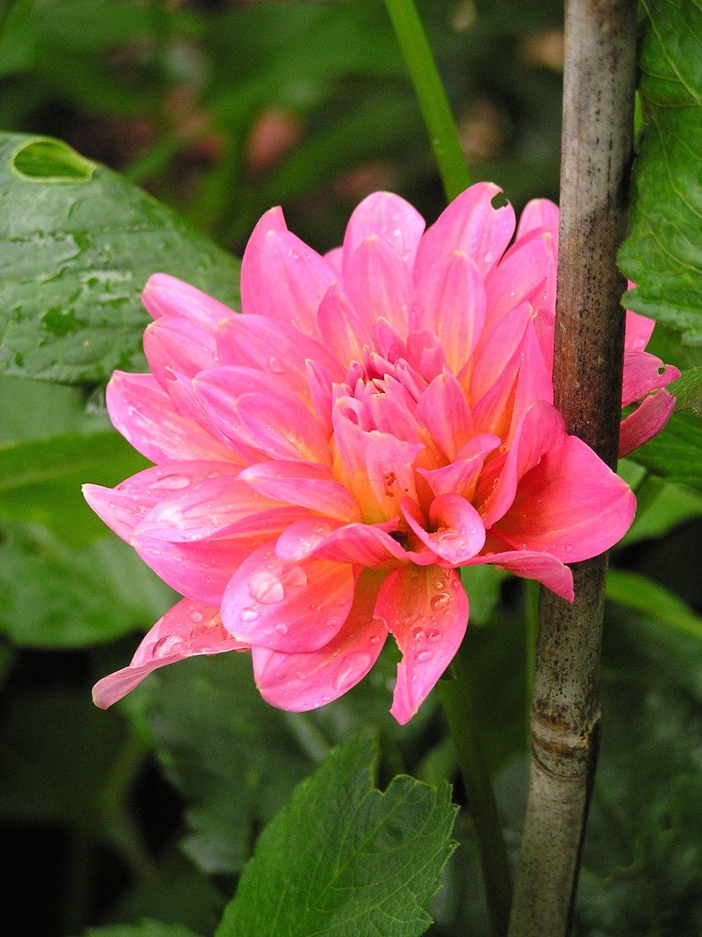 Excentric Dahlia Plants online shopping