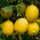 Interdonato Lemon Budwood citrus plant material online shopping