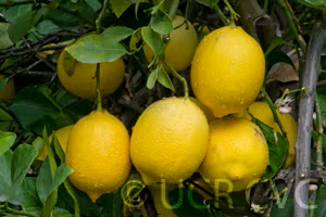 Interdonato Lemon Budwood citrus plant material online shopping