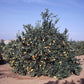 Eddy Navel Orange Budwood citrus plant material online shopping