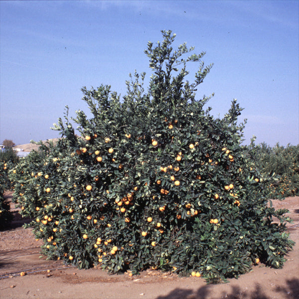 Eddy Navel Orange Budwood citrus plant material online shopping
