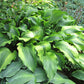 Monkey Business Hosta Plants online shopping
