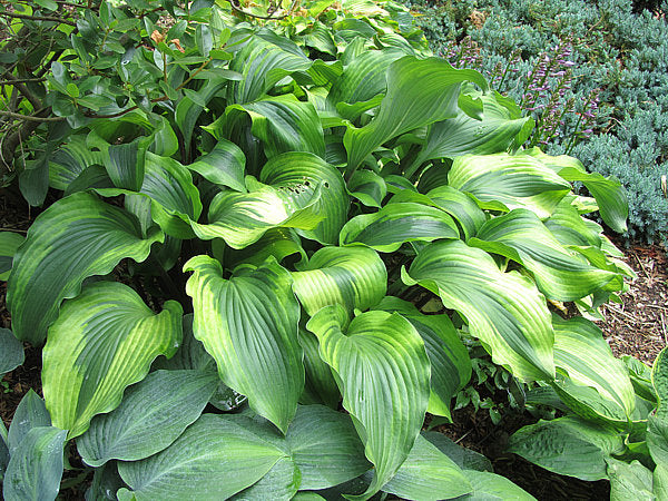 Monkey Business Hosta Plants online shopping