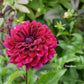 Voodoo Dahlia Plants online shopping