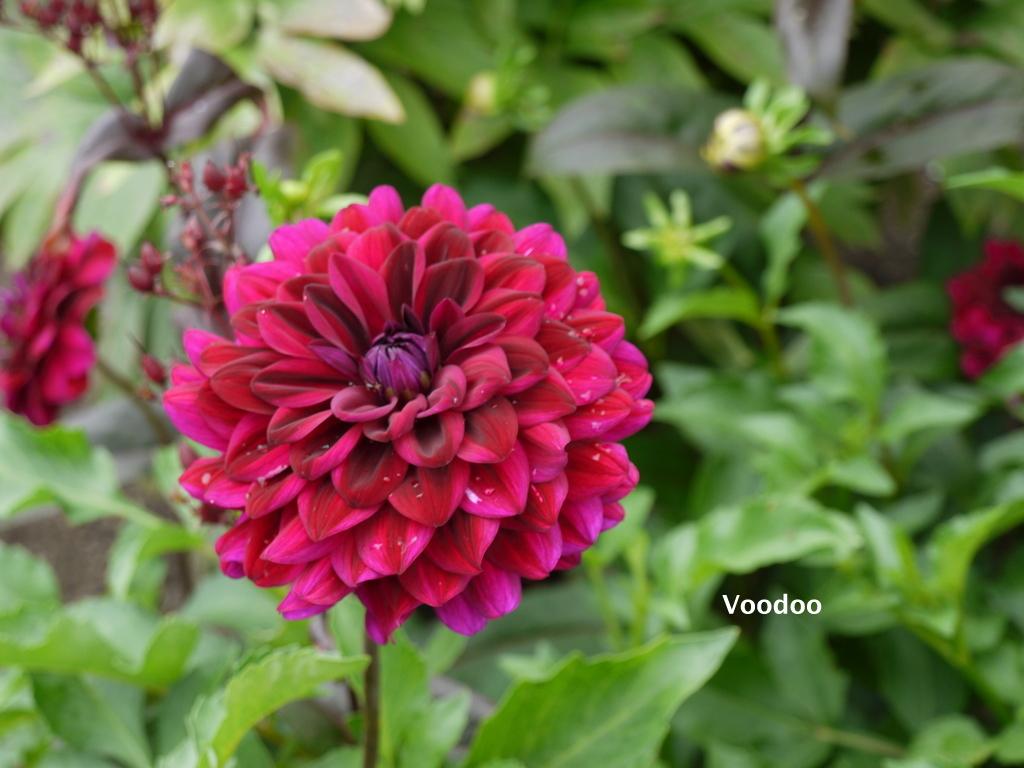 Voodoo Dahlia Plants online shopping
