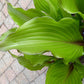 Holar Sunset Cobra Hosta Plants online shopping