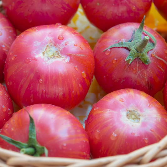 Pink Bumble Bee Organic Tomato Seeds online shopping