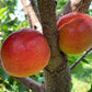 AC™ Haroblush Apricot Hardy Disease Resistant Self Fertile Fruit Tree