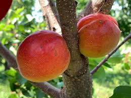 AC™ Haroblush Apricot Hardy Disease Resistant Self Fertile Fruit Tree