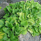 Limey Lisa Hosta Plants online shopping
