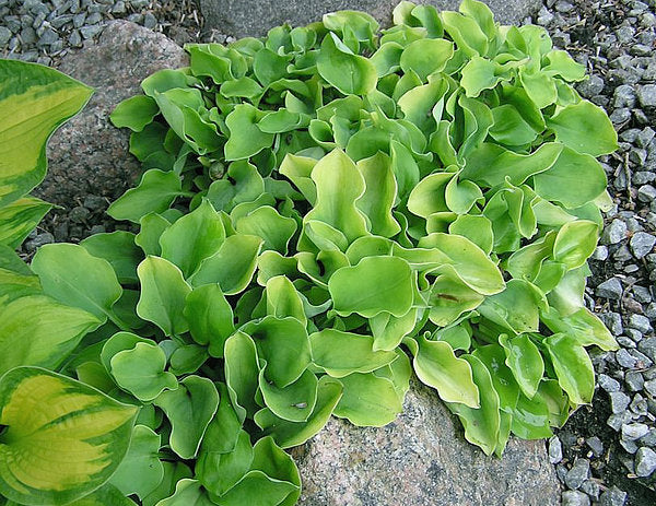Limey Lisa Hosta Plants online shopping