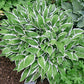 Ginko Craig Hosta Plants online shopping