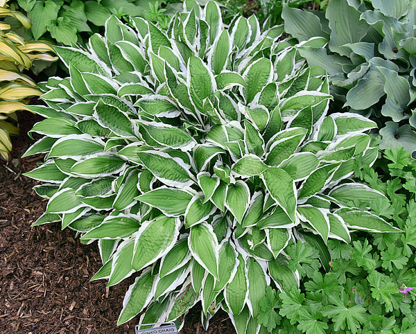 Ginko Craig Hosta Plants online shopping