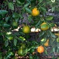 Citrondarin Trifoliate x Satsuma Mandarin Budwood citrus plant material online shopping