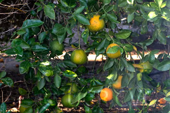 Citrondarin Trifoliate x Satsuma Mandarin Budwood citrus plant material online shopping