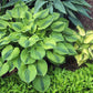 Luna Moth Hosta Plants online shopping