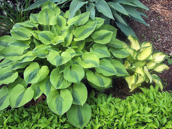 Luna Moth Hosta Plants online shopping