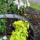 Cheatin Heart Hosta Plants online shopping