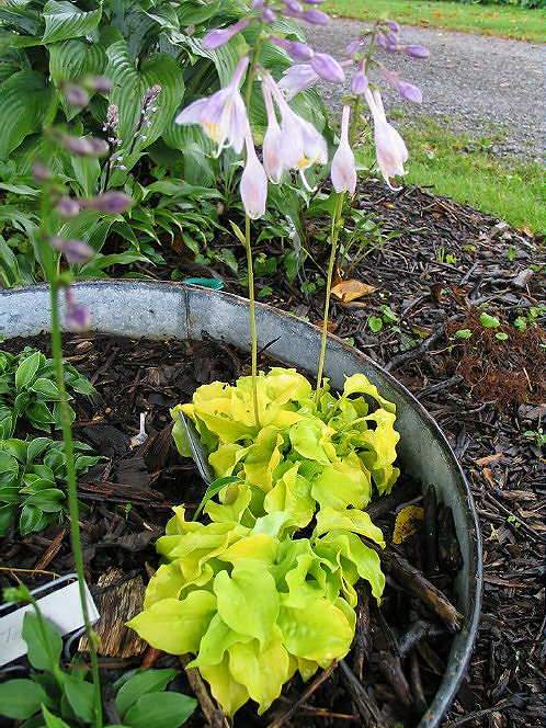 Cheatin Heart Hosta Plants online shopping