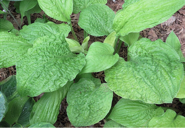 Granny’s Goosebumps Hosta Plants online shopping