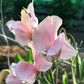 Shell Pink Sweet Pea seeds online shopping