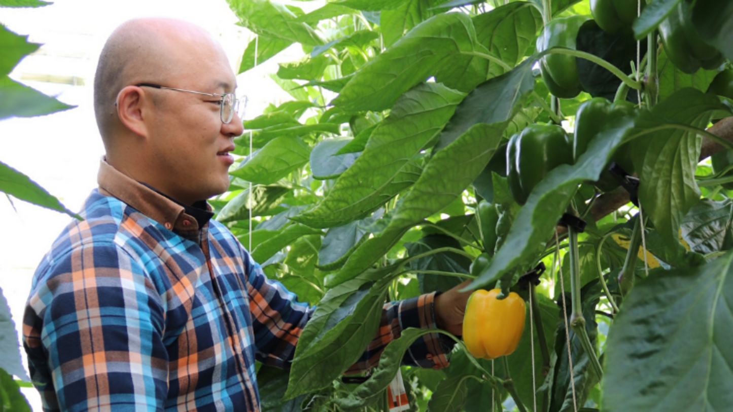 Grodan Supreme Slab Capsicum Cultivation Rock Wool Hydroponics Substrate