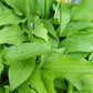Feather Boa Hosta Plants online shopping