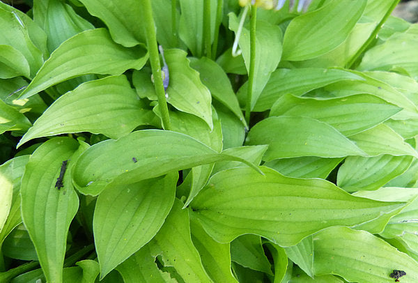 Feather Boa Hosta Plants online shopping