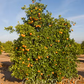 Rio Farms Vaniglia Pigmented Sweet Orange Budwood citrus plant material online shopping