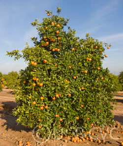 Rio Farms Vaniglia Pigmented Sweet Orange Budwood citrus plant material online shopping