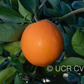 T.I. Rush Navel Orange Budwood citrus plant material online shopping
