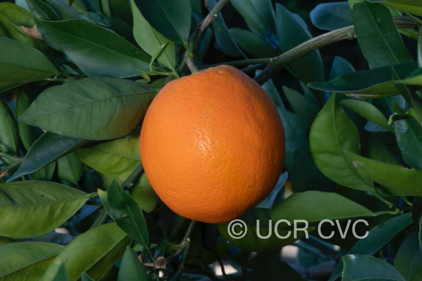 T.I. Rush Navel Orange Budwood citrus plant material online shopping