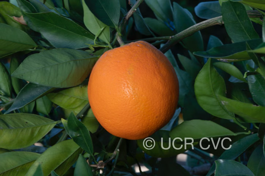 T.I. Rush Navel Orange Budwood citrus plant material online shopping