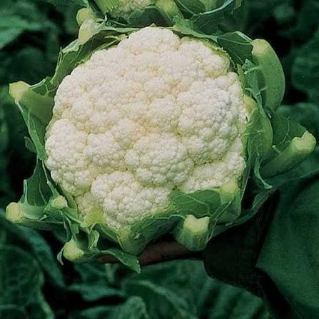 Amazing Cauliflower